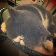 Yhの画像