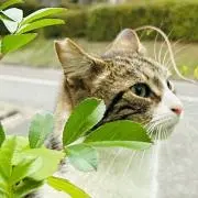 ｍｉｔｏ