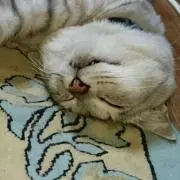 ゆう