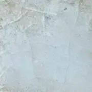 MOSSの画像