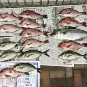 釣り堀大好きさん