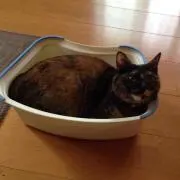 慶二