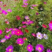 しん1130の画像