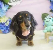 ⌘CoCo⌘の画像