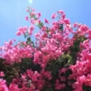 kaoruの画像