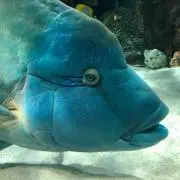 さけ