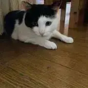 胡珀の画像