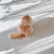 みかんっ ̫ ᴗ⸝⸝˘