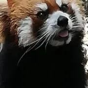 Sakoの画像
