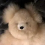 ぷっちまの画像