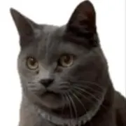 猫のむらさめの画像
