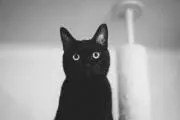 h.t.の画像