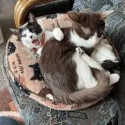 エマモモの画像