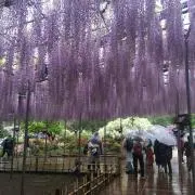 たかの画像