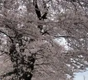 CMKAの画像