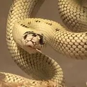 しろ