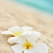 プルメリアの画像