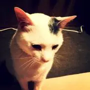 テンテン