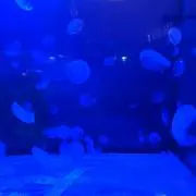 かんさんの画像