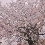 断捨離セーラームーン