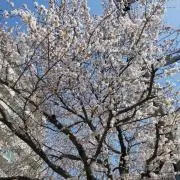 MIKIの画像