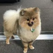 たかの画像