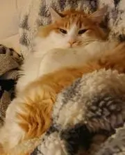 ねこの画像