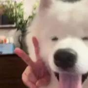 Thanhcongの画像
