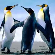 めるも