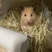 さりぃー