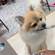 azumaの画像