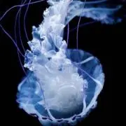海月の画像