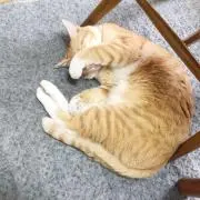 まを