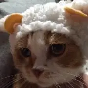 天音福太郎の画像