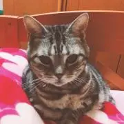 ぷぅ