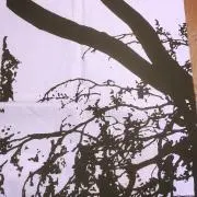 すーの画像