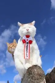 sinsuke.