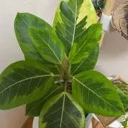 puku