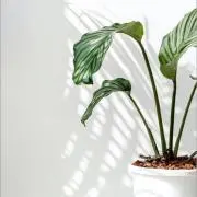 *Mary*の画像