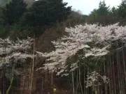 やよいの画像