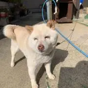 のぼ