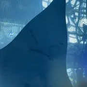 パピコの画像