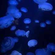 ゆとりーの画像