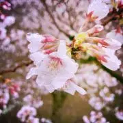 ぺこ