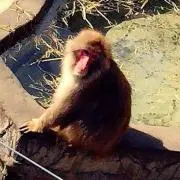 ナット