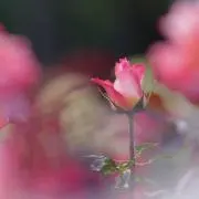 maricieloの画像