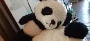 パンダくんの画像