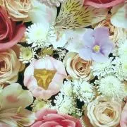 たい☆彡の画像