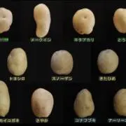 男爵いもの画像