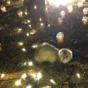 もふもふ☆の画像